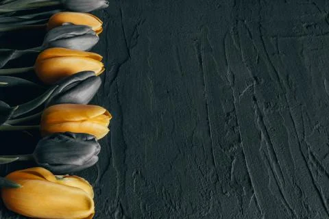Ash yellow tulips on a table Stock Photos