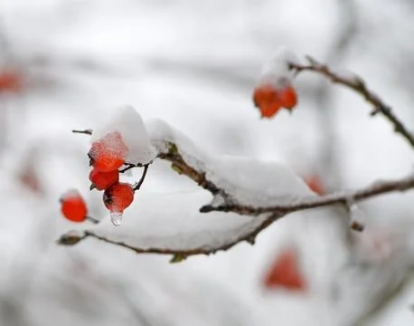 Ashberries in a snow Stock Photos