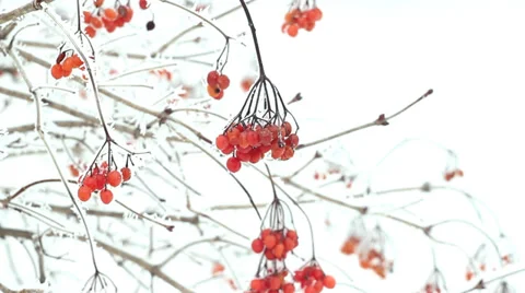Ashberry and snow Stock Footage 35011470