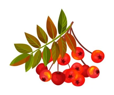 Ashberry Branch with Berry Clusters and Pinnate Leaves Vector Illustration Stock Illustration