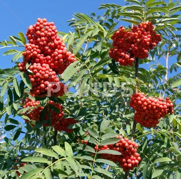 Ashberry at dry sunny day Stock Photos