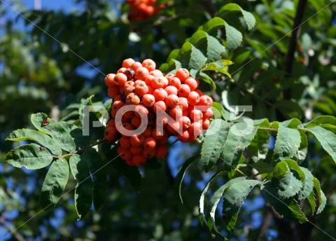 Ashberry at dry sunny day Stock Photos