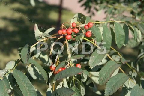 Ashberry at dry sunny day Stock Photos