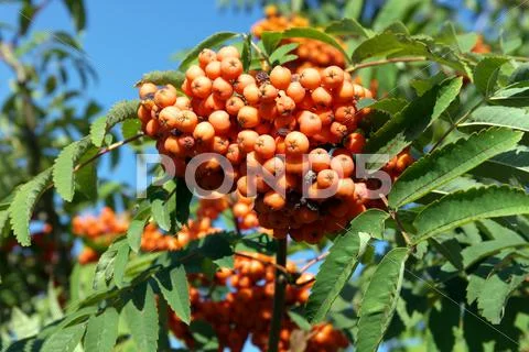 Ashberry at dry sunny day Stock Photos