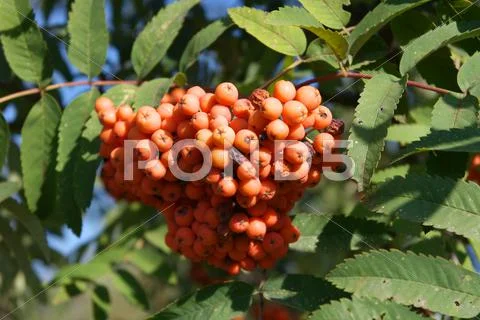 Ashberry at dry sunny day Stock Photos