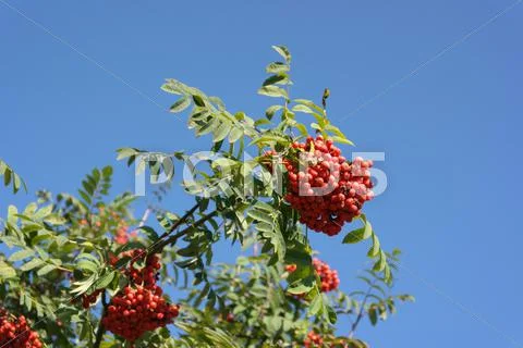 Ashberry at dry sunny day Stock Photos