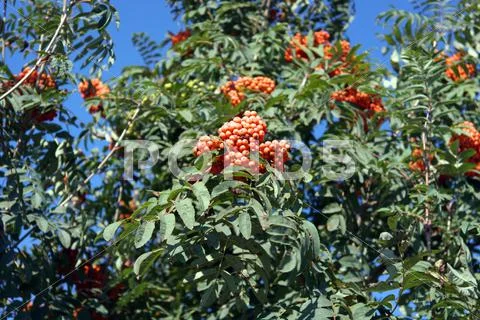 Ashberry at dry sunny day Stock Photos