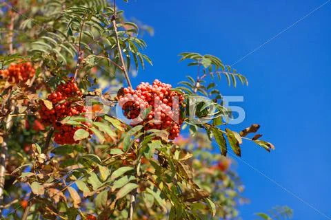 Ashberry at dry sunny day Stock Photos