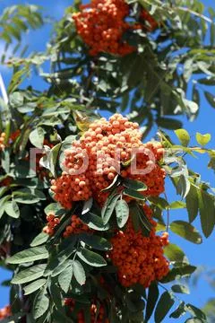 Ashberry at dry sunny day Stock Photos