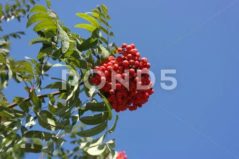 Ashberry at dry sunny day Stock Photos