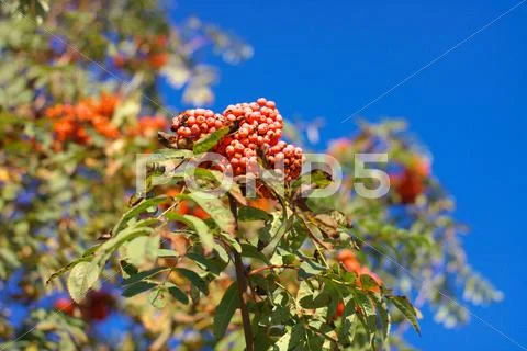 Ashberry at dry sunny day Stock Photos