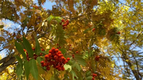 Ashberry 動画素材 250189760