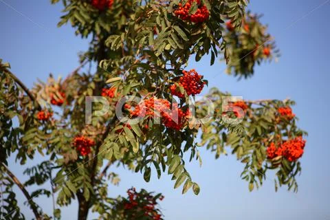 Ashberry Stock Photos