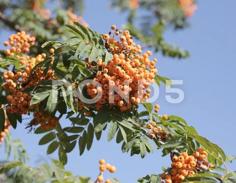 Ashberry Stock Photos