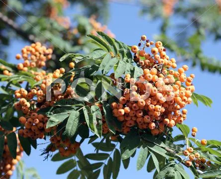 Ashberry Stock Photos