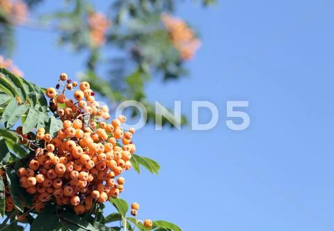 Ashberry Stock Photos