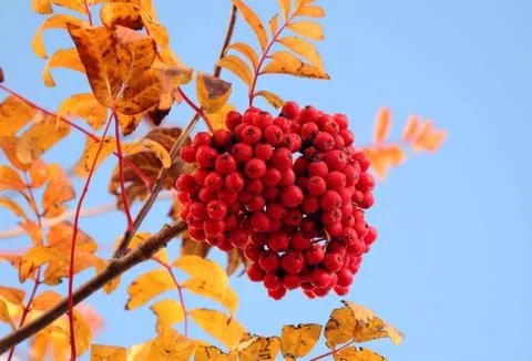 Ashberry Stock-Fotos