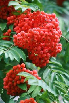 Ashberry Stock Photos