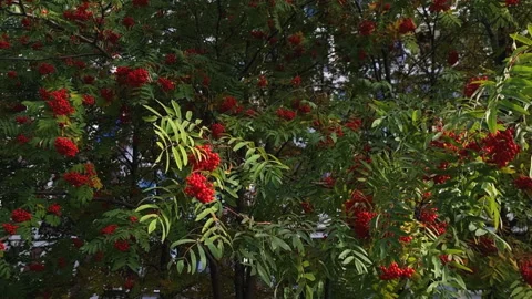 Ashberry tree. Branch of rowan red ripe berries against the sky and green leaves Stock Footage 246404311