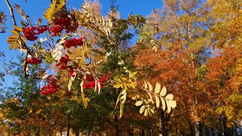 Ashberry tree. Branch of rowan red ripe berries against the sky and green leaves Stock Footage 246404885