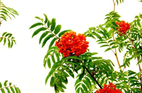 Ashberry tree leafs and berries in the park. Stock Photos