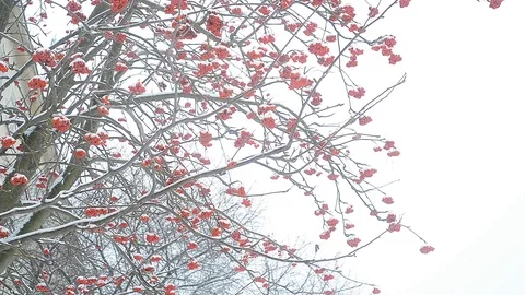 Ashberry tree in winter Stock Footage 96126630