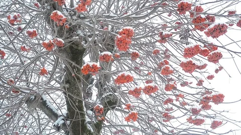 Ashberry tree in winter Stock Footage 96126647