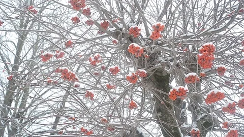 Ashberry tree in winter Stock Footage 96126672