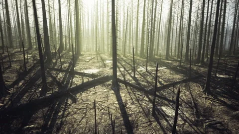 Ashcovered forest floor with burnt branches and faint new growth Stock Footage 339798991