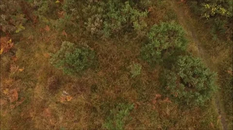 Ashdown forest autumn Stock Footage 68896834