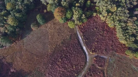 Ashdown Forest autumn reveal Video stock 68951645