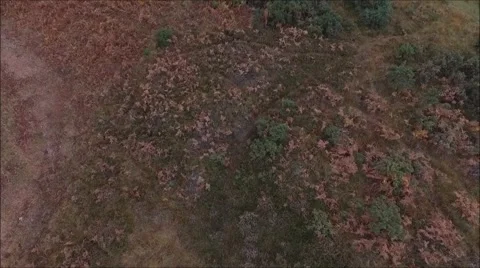 Ashdown Forest birds eye view Stock Footage 68896801