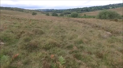 Ashdown forest fly in Video stock 68059584