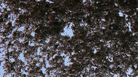 Ashes 4 Stock Footage 25423034