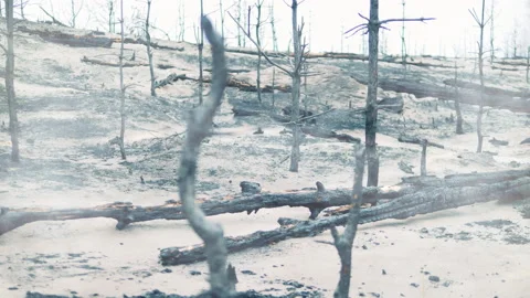 Ashes and burnt-out trees left after the fire Video stock 164551018