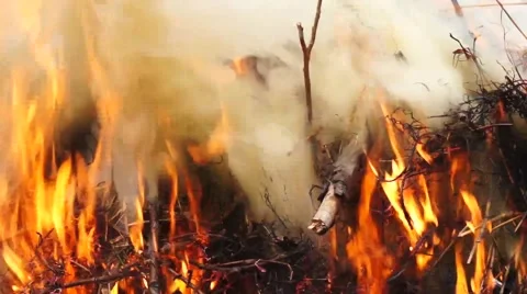 Ashes and flame on burning grass and branches on fire Stock Footage 54912523