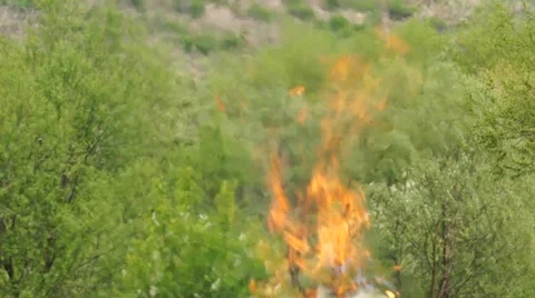 Ashes and flame on burning grass and branches on fire Stock Footage 54912943