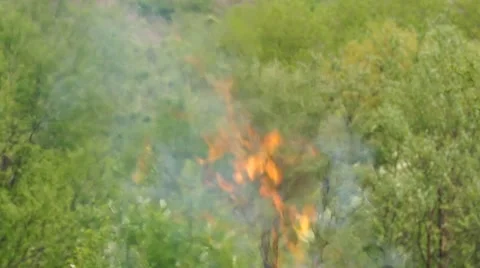 Ashes and flame on burning grass and branches on fire Stock Footage 54912995