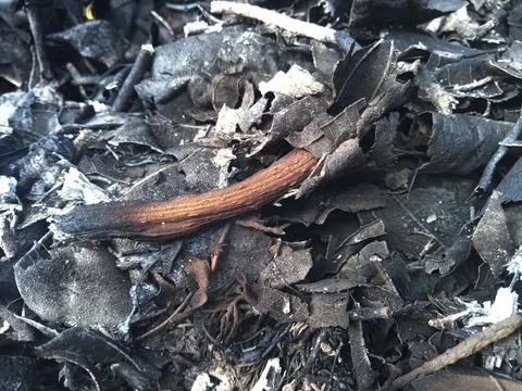 Ashes of burnt dry leaves Stock Photos