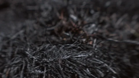 Ashes. The consequences of a fire. Stock Footage 122212787