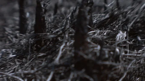 Ashes. The consequences of a fire. Stock Footage 122213287