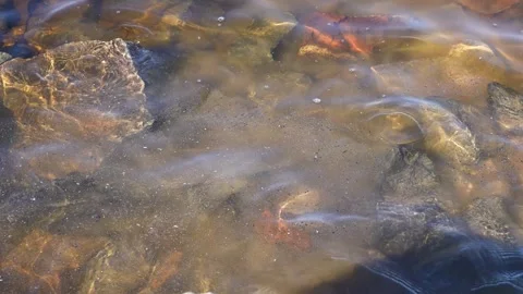 Ashes floating in water Video stock 309402934