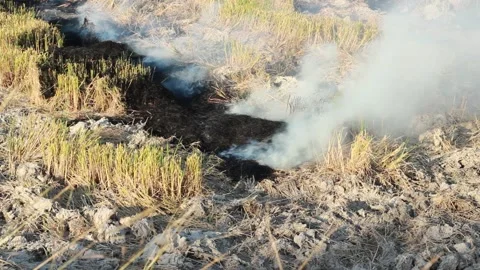 Ashes Vídeos de archivo 169547839