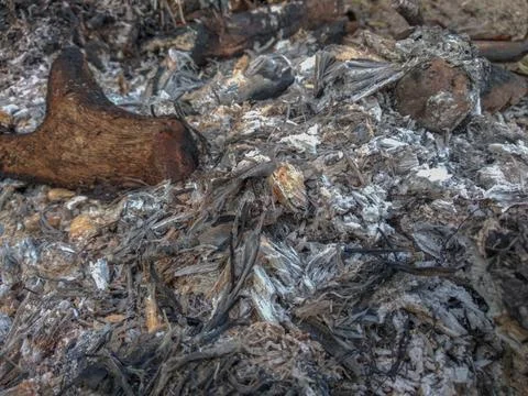 Ashes from forest fires Stock Photos