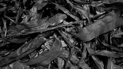 Ashes left over from burning rubbish Stock Footage 257227773