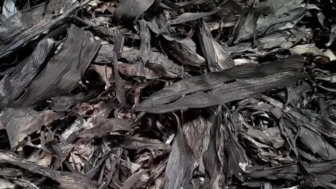 Ashes left over from burning rubbish Stock Footage 257227774