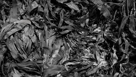 Ashes left over from burning rubbish Stock Footage 257228237