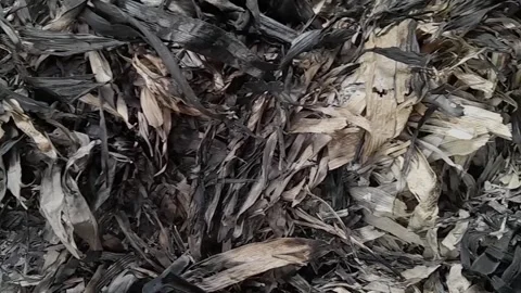 Ashes left over from burning rubbish Stock Footage 257228473