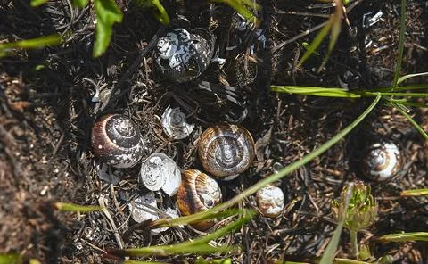 The ashes of a wild snail shell burned after a forest fire. Stock Photos