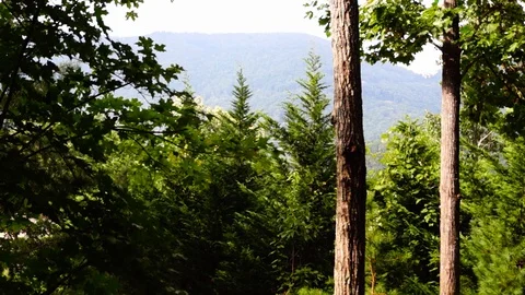Asheville Forest Stock Footage 95540733
